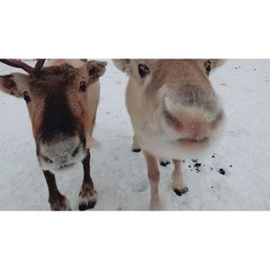 Meet your Posher, Kendall